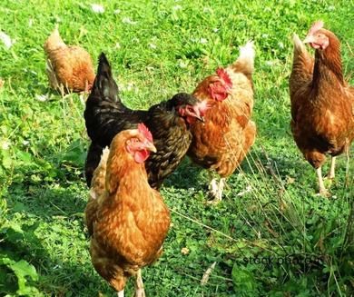 NO HOA OR DEED RESTRICTIONS! Location! Location! Location! Great on Seven Springs Golf and Country Club in Florida - for sale on GolfHomes.com, golf home, golf lot