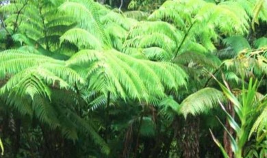 Beautiful vacant lot in Ohia Estates. Covered with lush native on Volcano Golf and Country Club in Hawaii - for sale on GolfHomes.com, golf home, golf lot