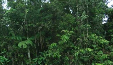 Beautiful vacant lot in Ohia Estates. Covered with lush native on Volcano Golf and Country Club in Hawaii - for sale on GolfHomes.com, golf home, golf lot