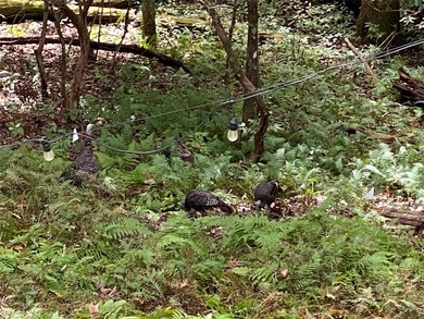 Nestled in a serene, wooded setting, this charming home offers on Sapphire National Golf Club in North Carolina - for sale on GolfHomes.com, golf home, golf lot