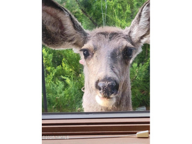 Updated 3BR/2BA townhouse in Continental CC! Vaulted ceilings on Continental Country Club in Arizona - for sale on GolfHomes.com, golf home, golf lot