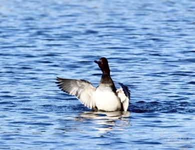 * PRICE JUST REDUCED* WELCOME TO SAN ANTON IN THE EXCLUSIVE on Lost Key Golf Club in Florida - for sale on GolfHomes.com, golf home, golf lot