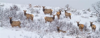 Lot 43 at Alpine Mountain Ranch & Club offers the most connected on Catamount Ranch and Club in Colorado - for sale on GolfHomes.com, golf home, golf lot