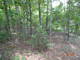 2 beautiful side by side lakefront lots on Lake Omaha on Cherokee Village South Course in Arkansas - for sale on GolfHomes.com, golf home, golf lot