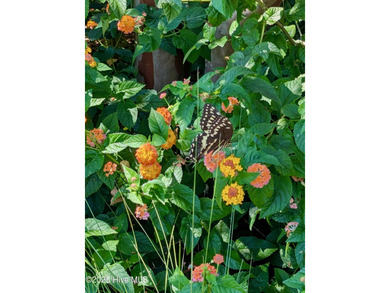 Discover easy, low-maintenance living in this like-new beauty on Compass Pointe Golf Course in North Carolina - for sale on GolfHomes.com, golf home, golf lot