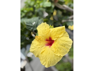 A rare opportunity to own a fully furnished 3-bedroom, 3-bath on Waikoloa Beach Resort Golf Course in Hawaii - for sale on GolfHomes.com, golf home, golf lot