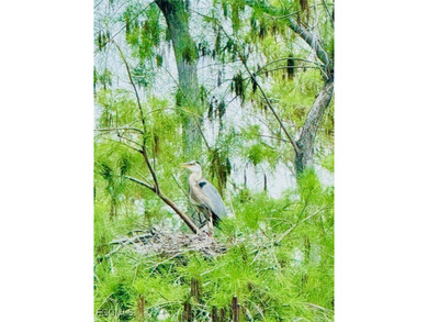 Experience the charm of this delightful home located in the on Miromar Lakes Golf Club in Florida - for sale on GolfHomes.com, golf home, golf lot