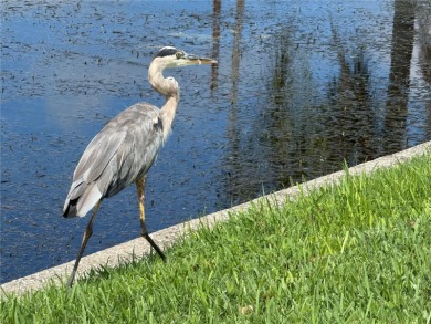 Lakefront Living in The Mainlands  55+ Community
Discover this on Mainlands Golf Club in Florida - for sale on GolfHomes.com, golf home, golf lot
