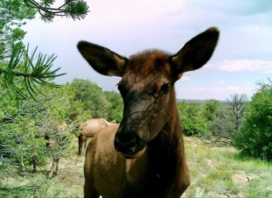 IMN Heaven Ranch offers an excellent opportunity to hunt elk and on Walsenburg Golf Club in Colorado - for sale on GolfHomes.com, golf home, golf lot