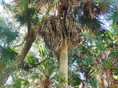 The Best Lot available on Edisto Beach with direct beach access on The Plantation Course At Edisto in South Carolina - for sale on GolfHomes.com, golf home, golf lot
