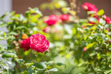 Set on a beautifully landscaped 3.67-acre lot surrounded by on Highland Links Golf Course in Massachusetts - for sale on GolfHomes.com, golf home, golf lot