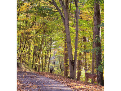 Very secluded 1.5 acre lot on 3 wooded parcels in Hide-A-Way on Hide-A-Way Hills Golf Club in Ohio - for sale on GolfHomes.com, golf home, golf lot