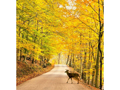 Very secluded 1.5 acre lot on 3 wooded parcels in Hide-A-Way on Hide-A-Way Hills Golf Club in Ohio - for sale on GolfHomes.com, golf home, golf lot