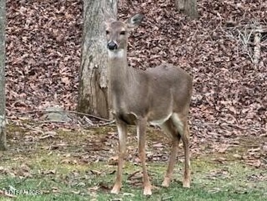 Build Your Dream Home in One of East Tennessee's Premier Resort on Tennessee National Golf Club in Tennessee - for sale on GolfHomes.com, golf home, golf lot