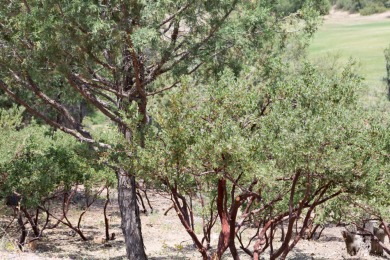 Build your dream home and enjoy the beautiful wooded on The Rim Golf Club in Arizona - for sale on GolfHomes.com, golf home, golf lot