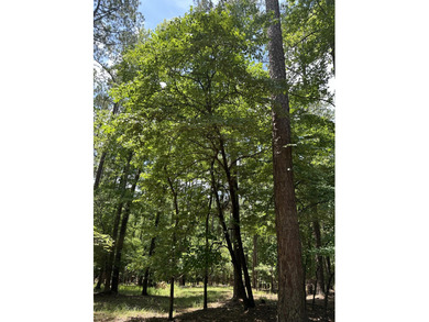 LAKEFRONT / WATERFRONT Residential tract of land in the on Monticello Golf Club At Savannah Lakes in South Carolina - for sale on GolfHomes.com, golf home, golf lot