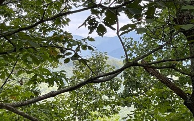 NORTH CAROLINA MOUNTAIN LOT!! This beautifully wooded 2.24 acre on Mountain Harbour Golf Club in North Carolina - for sale on GolfHomes.com, golf home, golf lot