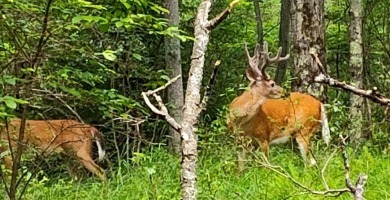 Prime Building Lot in The Hideout - Lake Ariel, PA Start your on The Hideout Golf in Pennsylvania - for sale on GolfHomes.com, golf home, golf lot