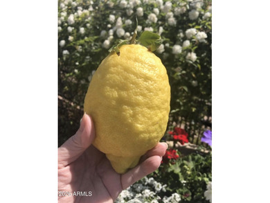 This BEAUTIFUL home sits in a quiet, peaceful area & has been on Trilogy Golf Club At Vistancia in Arizona - for sale on GolfHomes.com, golf home, golf lot