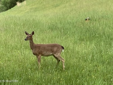Stunning Log Cabin style Retreat on Norris Lake - Community on The Greens at Deerfield in Tennessee - for sale on GolfHomes.com, golf home, golf lot