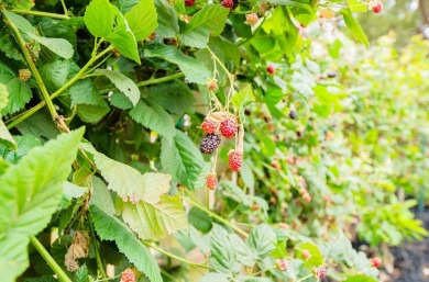 Set at the end of a quiet cul-de-sac and nestled on over a on Seascape Golf Club in California - for sale on GolfHomes.com, golf home, golf lot