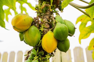 Set at the end of a quiet cul-de-sac and nestled on over a on Seascape Golf Club in California - for sale on GolfHomes.com, golf home, golf lot