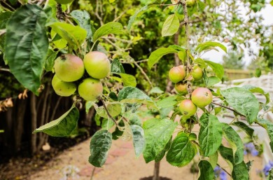 Set at the end of a quiet cul-de-sac and nestled on over a on Seascape Golf Club in California - for sale on GolfHomes.com, golf home, golf lot