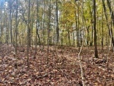 Build your dream home on this 2.19 acre level wooded home site on The Patriot Golf Club At Grand Harbor in South Carolina - for sale on GolfHomes.com, golf home, golf lot