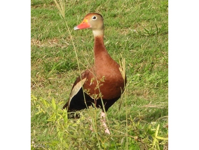 **WOW! A CORNER LOT*DBL GARAGE* AND AN EXTRA 2 SPACE PARKING on Cypress Lake Country Club in Florida - for sale on GolfHomes.com, golf home, golf lot