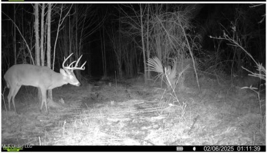 This 117+/- acre tract is an outdoorsman's dream. This is a on Forest Country Club in Mississippi - for sale on GolfHomes.com, golf home, golf lot