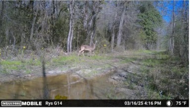 This 117+/- acre tract is an outdoorsman's dream. This is a on Forest Country Club in Mississippi - for sale on GolfHomes.com, golf home, golf lot
