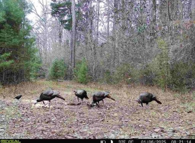 This 117+/- acre tract is an outdoorsman's dream. This is a on Forest Country Club in Mississippi - for sale on GolfHomes.com, golf home, golf lot