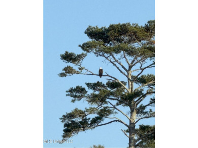 This 117+/- acre tract is an outdoorsman's dream. This is a on Forest Country Club in Mississippi - for sale on GolfHomes.com, golf home, golf lot