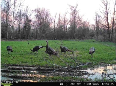 This 117+- acre tract is an outdoorsman's dream. This is a on Forest Country Club in Mississippi - for sale on GolfHomes.com, golf home, golf lot