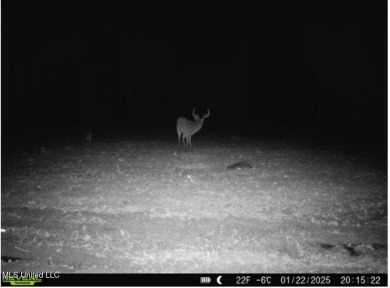 This 117+- acre tract is an outdoorsman's dream. This is a on Forest Country Club in Mississippi - for sale on GolfHomes.com, golf home, golf lot