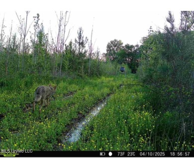 This 117+- acre tract is an outdoorsman's dream. This is a on Forest Country Club in Mississippi - for sale on GolfHomes.com, golf home, golf lot