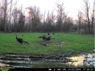 This 117+- acre tract is an outdoorsman's dream. This is a on Forest Country Club in Mississippi - for sale on GolfHomes.com, golf home, golf lot