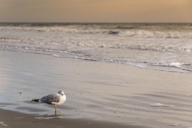 Looking for that residential building lot to build your dream on Beachwood Golf Club in South Carolina - for sale on GolfHomes.com, golf home, golf lot