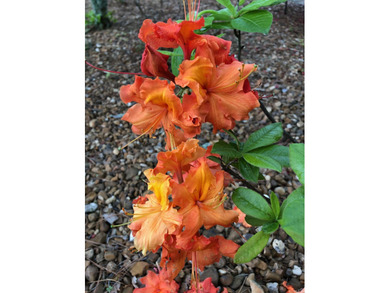 Fantastic opportunity to purchase this well maintained home on on Indian Hills Country Club in Arkansas - for sale on GolfHomes.com, golf home, golf lot