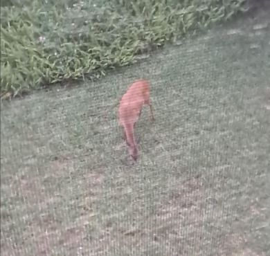 Experience the Easy-Living in lovely St. Augustine, Fl. This on St. Augustine Shores Golf Club in Florida - for sale on GolfHomes.com, golf home, golf lot