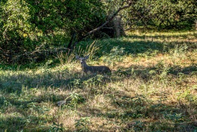 Versatile opportunity and great investment possibility for on Ram Rock Golf Course in Texas - for sale on GolfHomes.com, golf home, golf lot