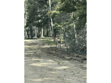 Enjoy all the wildlife and tranquility from this beautiful on Angel Fire Resort Country Club in New Mexico - for sale on GolfHomes.com, golf home, golf lot