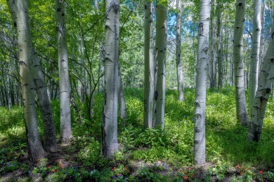When you hear ''It happened in Sun Valley'', it may have been on Sun Valley Resort in Idaho - for sale on GolfHomes.com, golf home, golf lot