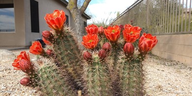Move-in ready single level home with NO STEPS at The Overlook at on Sanctuary Golf Course At WestWorld in Arizona - for sale on GolfHomes.com, golf home, golf lot