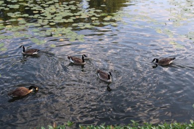 If you want a quiet and relaxing waterfront home and/or vacation on Horseshoe Bay Private Golf Course in Texas - for sale on GolfHomes.com, golf home, golf lot