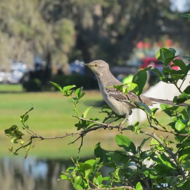 Hoping to live in a home immersed in Florida's natural beauty?
 on Kings Point Executive Golf Course in Florida - for sale on GolfHomes.com, golf home, golf lot