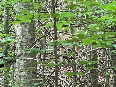 Build your dream home on this perfectly positioned lot along the on The Trail At Chickasaw Pointe in South Carolina - for sale on GolfHomes.com, golf home, golf lot