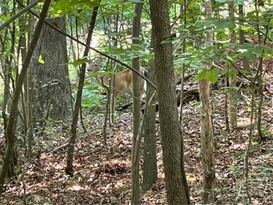 Build your dream home on this perfectly positioned lot along the on The Trail At Chickasaw Pointe in South Carolina - for sale on GolfHomes.com, golf home, golf lot