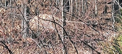 Location, location, location, two-minute ride to the Branchwood on Branchwood Golf Course in Arkansas - for sale on GolfHomes.com, golf home, golf lot