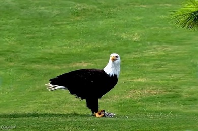 You will simply love this well-maintained, 2nd-floor condominium on Kelly Greens Golf and Country Club in Florida - for sale on GolfHomes.com, golf home, golf lot